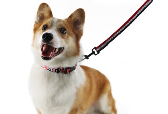 Pet Collar and Leash