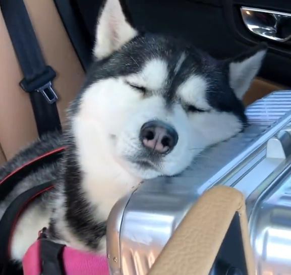 pet car supplies pet car supplies